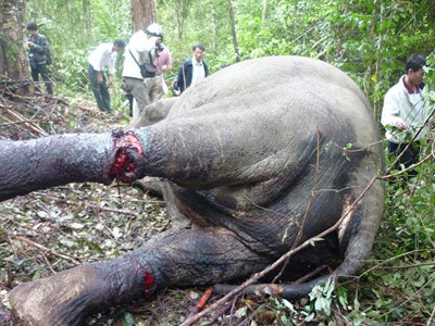 Thêm một con voi chết thảm