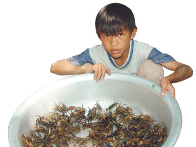 Cù lao bao giờ về Phố