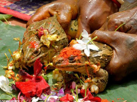 Tổ chức đám cưới ếch để… cầu mưa