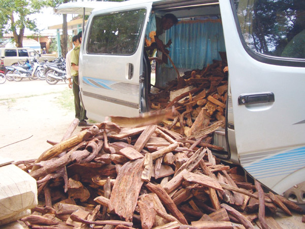 Việc Lâm tặc trúng cây sưa trăm tỷ: Theo dấu tin đồn