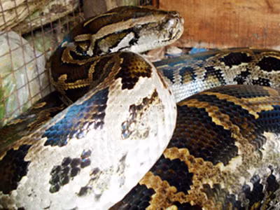 Chuyện ly kỳ về rắn khổng lồ nặng 300 - 400 kg