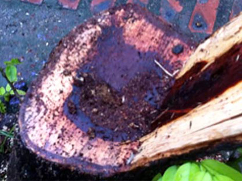 Lợi dụng đêm mưa, sưa tặc lộng hành