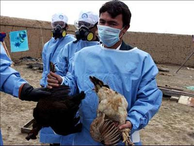 Lo virus H5N1 trên gia cầm tiếp tục biến đổi