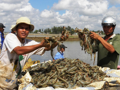 Nuôi tôm chân trắng: Nhảy vọt đi kèm nguy cơ