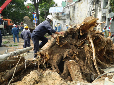 Cây đại thụ bật gốc gây náo loạn Sài Gòn