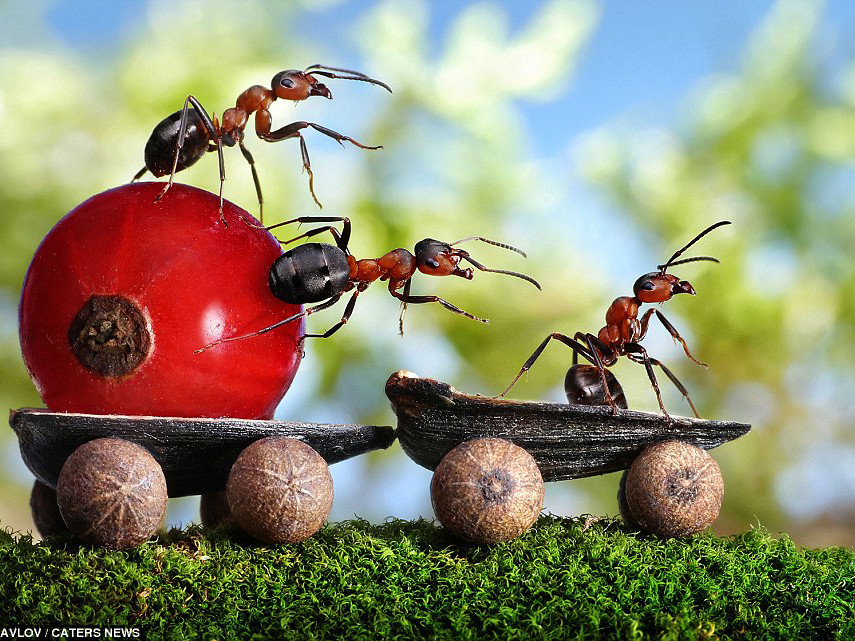 Lung Linh thế giới cổ tích của loài kiến