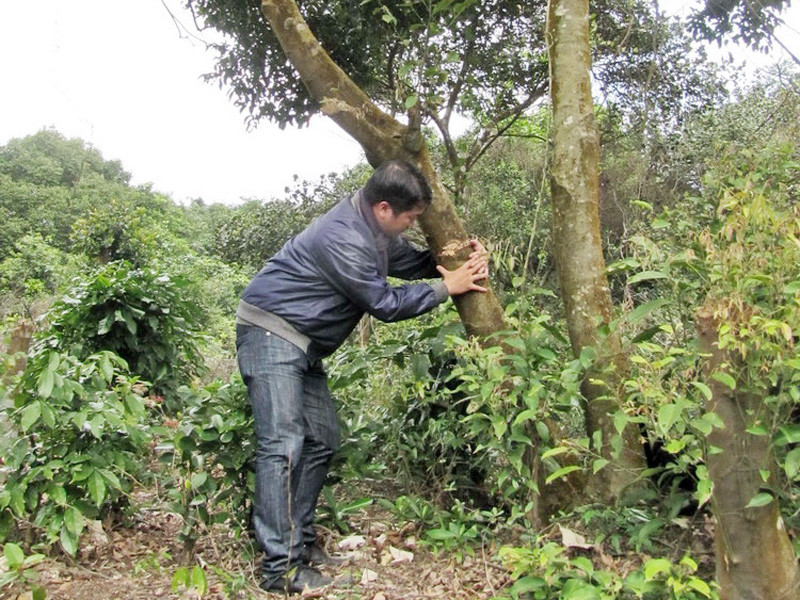 Rừng dẻ sẽ thành sân golf?