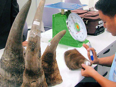 Lừa đảo 'nuôi tê giác lấy sừng'