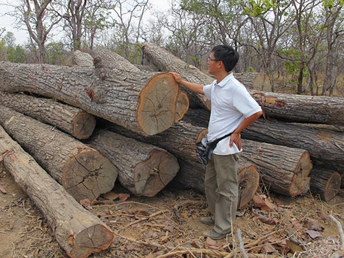 Quyền giám đốc VQG Yok Đôn lộng quyền