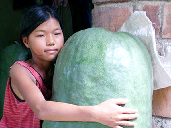 Bí đao khổng lồ được giá