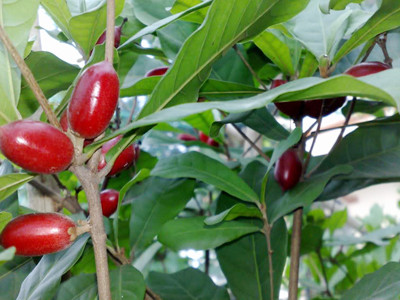 Manh nha cây Thần Kỳ ở Việt Nam