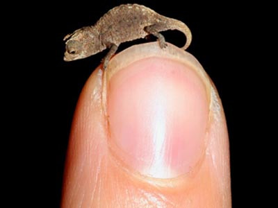 Phát hiện loài tắc kè hoa nhỏ nhất thế giới