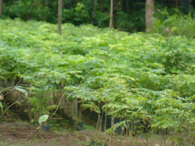 Khi nông dân say với… sưa