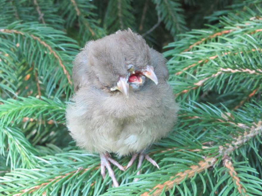 Kỳ lạ chim hai đầu, ba mỏ