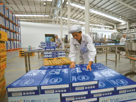 Cơ hội “vàng” cho sữa nội