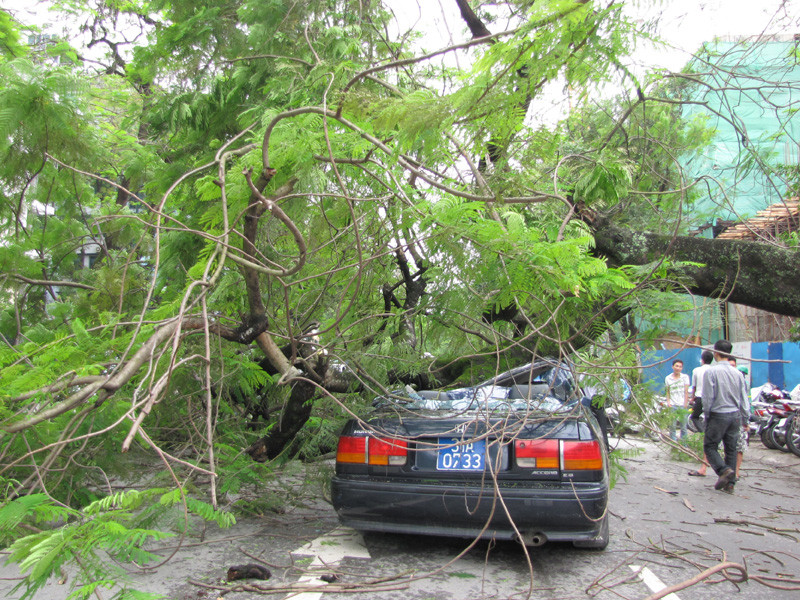 Cây đổ đè bẹp ô tô đang chạy