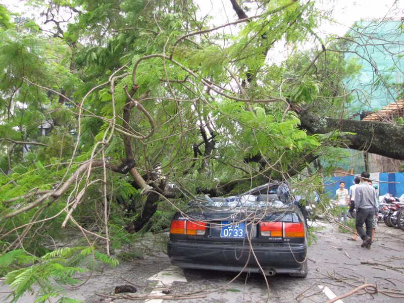 Cây đổ đè bẹp ô tô đang chạy