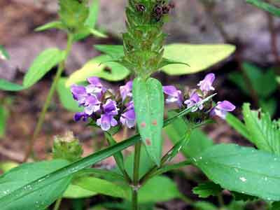 Dùng hạ khô thảo chữa tràng nhạc