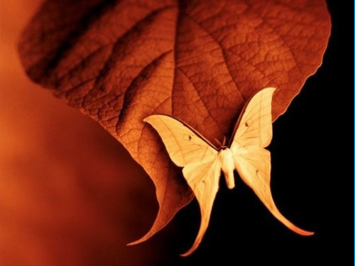 Đẹp ngỡ ngàng với thế giới côn trùng