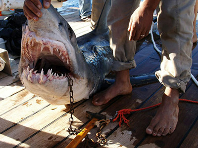 Cá mập cắn chết người