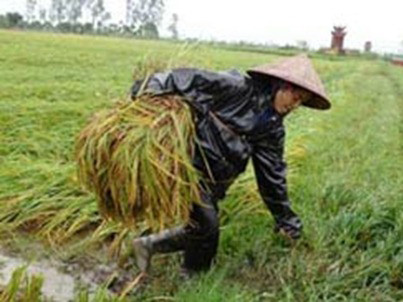 Lúa vụ ba và lũ lụt