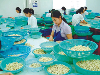 Chế biến hạt điều xuất khẩu tại Bình Phước