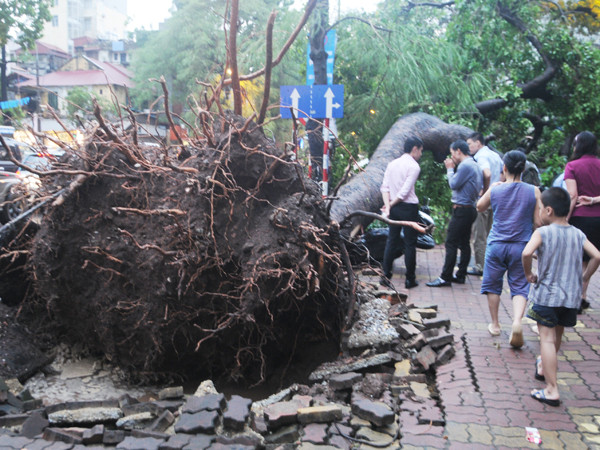 Gió to, mưa lớn, cây đè chết người, bẹp ô tô