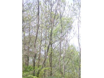 Nghệ An: Sâu róm hoành hành