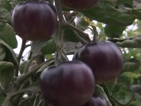 Lai tạo giống cà chua ruột đỏ, vỏ đen