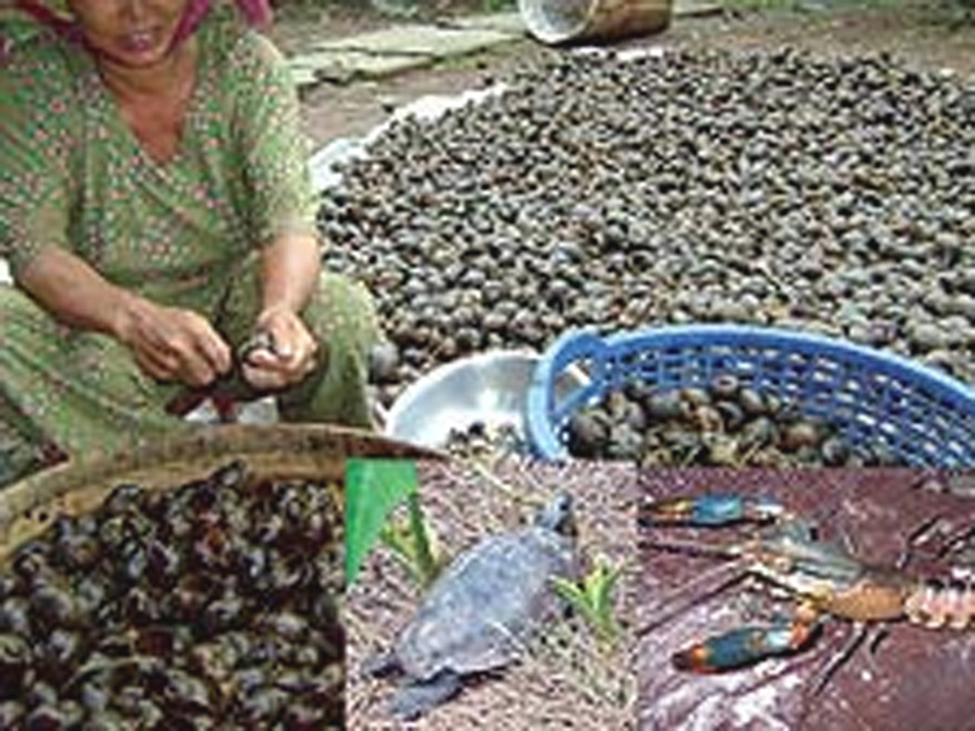 Nhiều sinh vật ngoại lai xâm hại môi trường được nhập vào VN. Ảnh: Thanh Dũng (Thanh Niên)