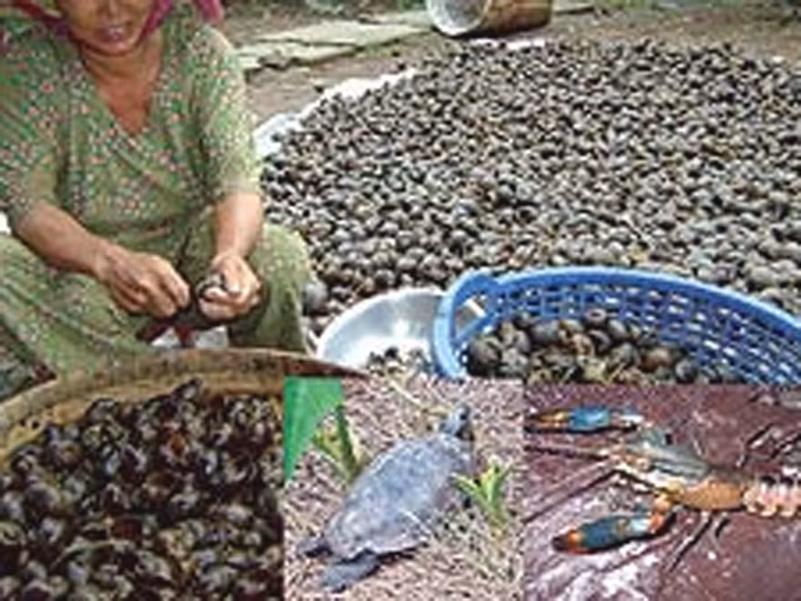 Nhiều sinh vật ngoại lai xâm hại môi trường được nhập vào VN. Ảnh: Thanh Dũng (Thanh Niên)