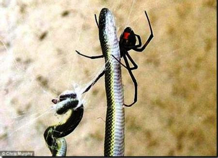 Nhện ăn sáng bằng một con rắn dài gần nửa mét