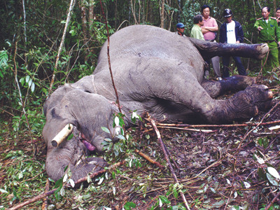 Voi Việt Nam có thể tuyệt chủng sau 10 năm