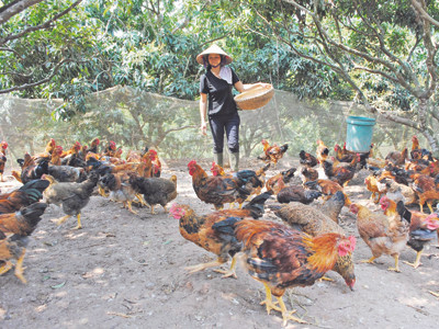 Yên Thế thấp thỏm lo gà lậu