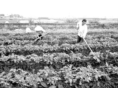 Bổ sung trung, vi lượng cho khoai tây