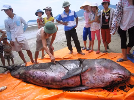 Cá voi 300kg mắc cạn tại bờ biển Hà Tĩnh