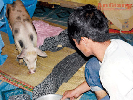 'Heo đầu thai' ở An Giang chỉ là tin đồn nhảm