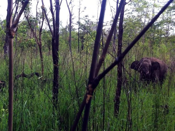 Giải cứu voi rừng dính bẫy