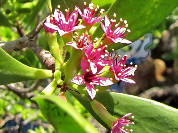 Cây cóc hồng duy nhất Việt Nam