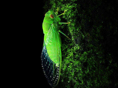 Sặc sỡ 'những tay kèn nổi tiếng' trong thiên nhiên