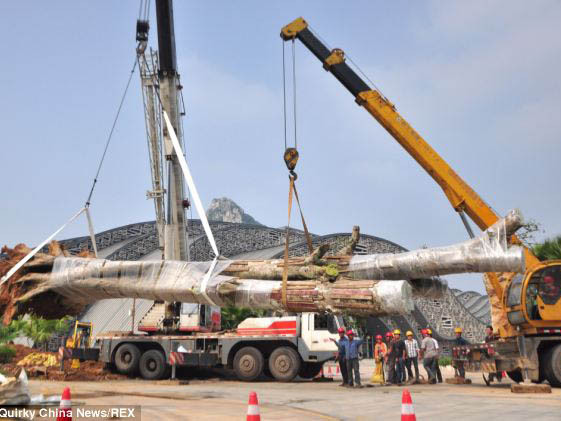 Cây khổng lồ 300 tuổi được trồng lại