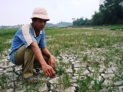 Lúa, cà phê chết cháy vì hạn
