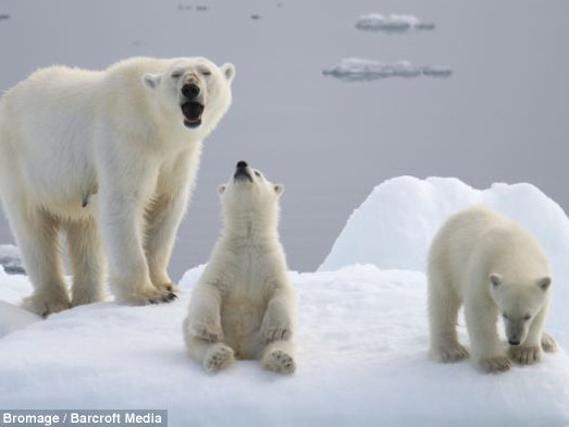 Khoảnh khắc gấu trắng đi tìm sự sống