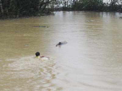 Liều mình vớt củi giữa dòng lũ lớn