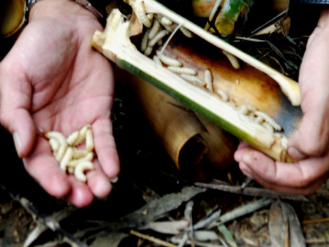 Món sùng tre - rùng mình khi thấy, ngây ngất khi ăn