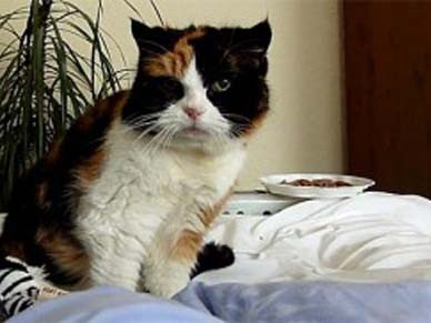 Tự tử vì mèo cưng chết