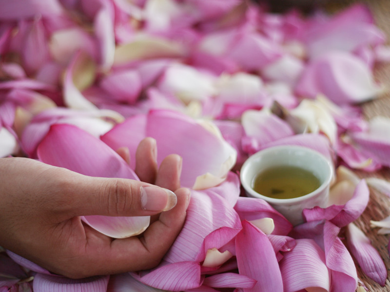 Trà sen sớm Hà Nội