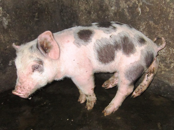 Lợn con có 6 chân