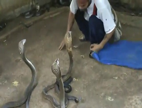 Tay không vào chuồng rắn hổ mang như chuồng gà