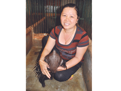 Giàu bất ngờ nhờ nhím giống